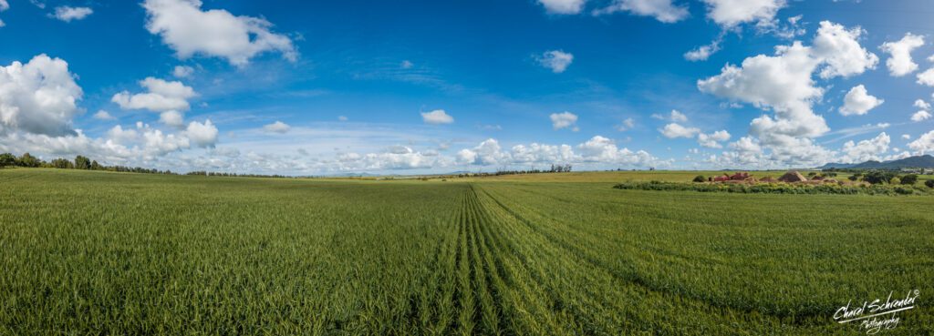 Panoramic drone photo of ripening wheat fields, illustrating agricultural land use for property marketing